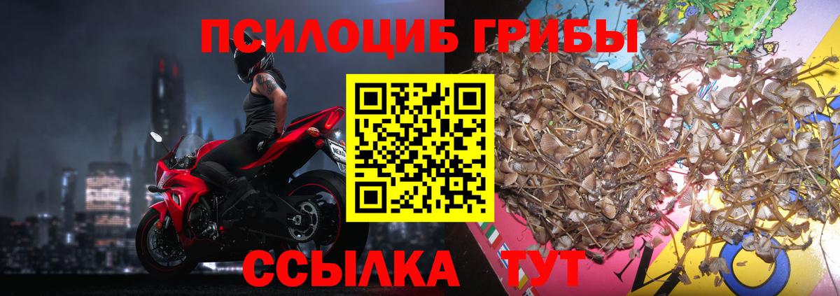 Вятские Поляны  Псилоцибиновые грибы Psilocybe  Вход с VPN  Псилоцибиновые грибы Psilocybe 